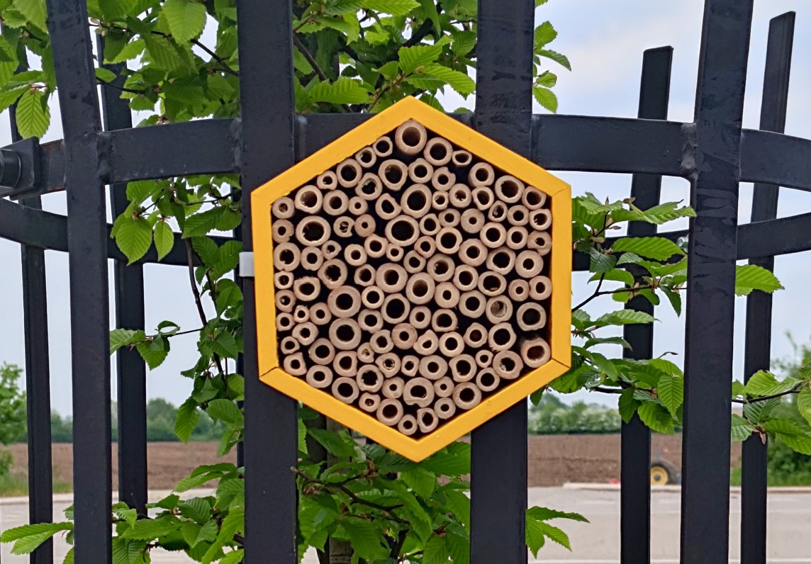 Growing Together: Tree Sponsorship Blooms in the Village Square