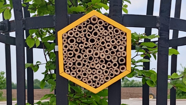 Growing Together: Tree Sponsorship Blooms in the Village Square